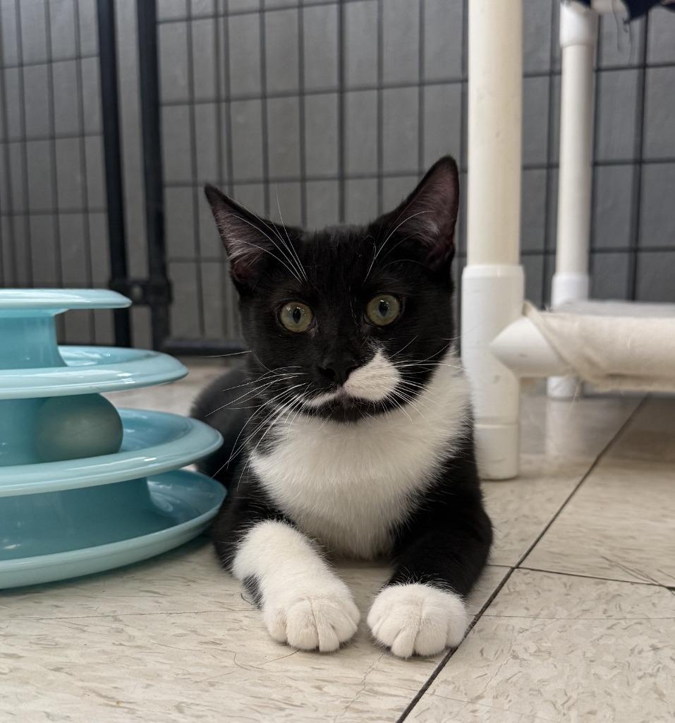 Enlarge Dawn, a Adoptable mixed breed in Lemoore, CA image 1/2