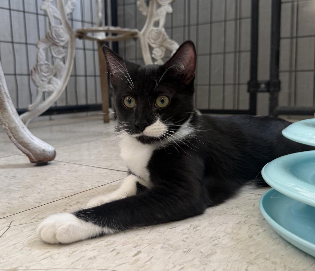 Enlarge Dawn, a Adoptable mixed breed in Lemoore, CA image 2/2
