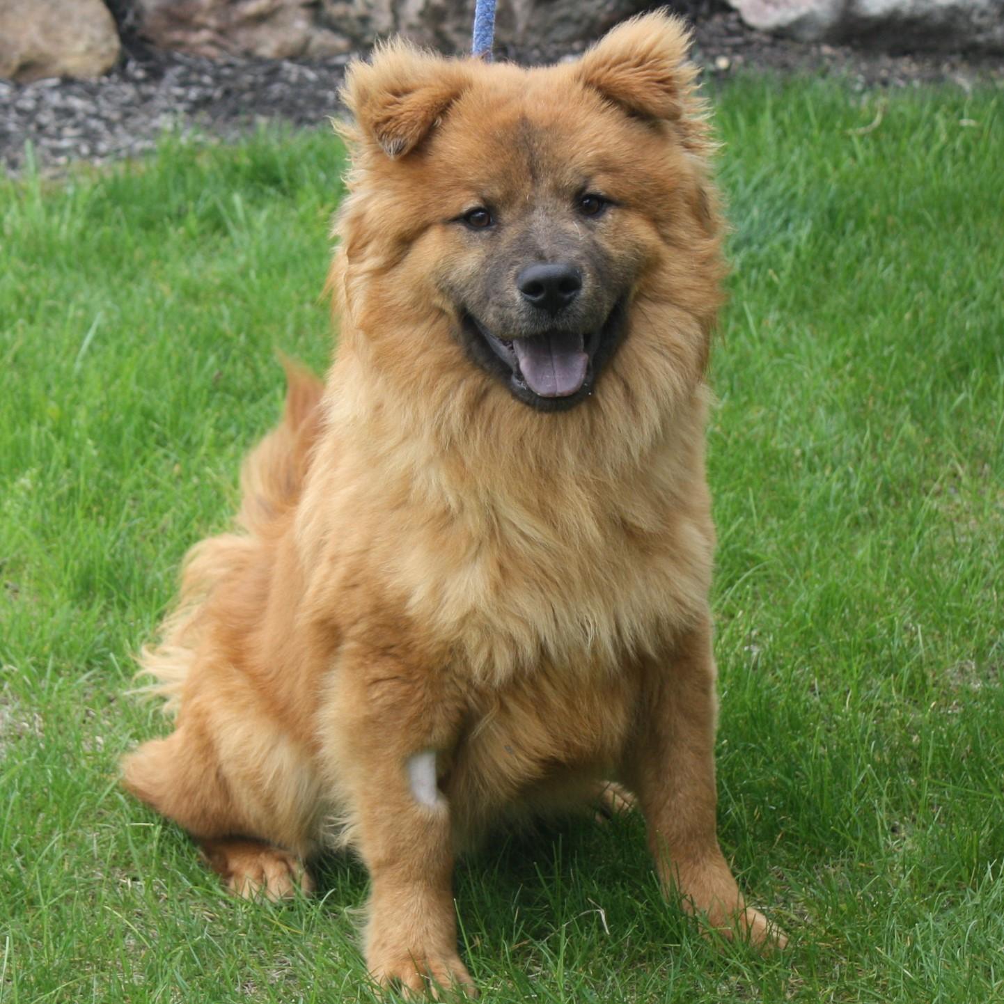 Enlarge Simba, an adopted Chow Chow in Eaton, OH image 2/6