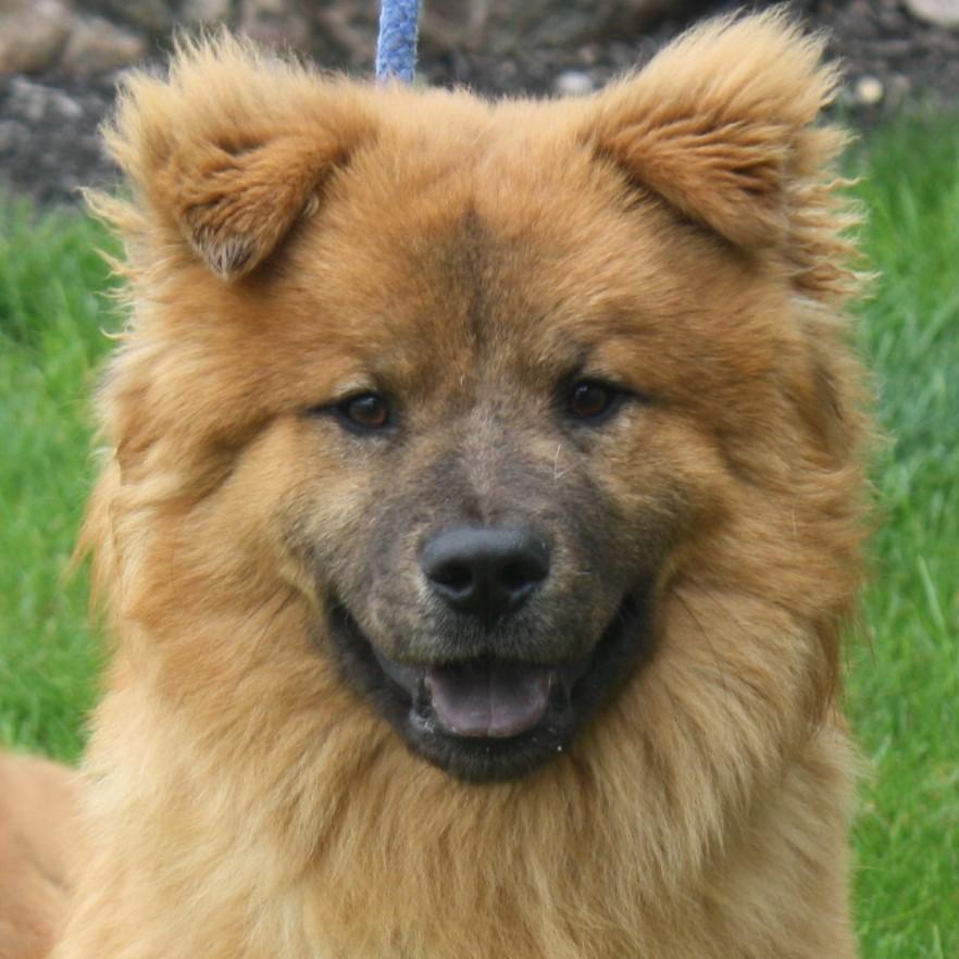 Enlarge Simba, an adopted Chow Chow in Eaton, OH image 1/6
