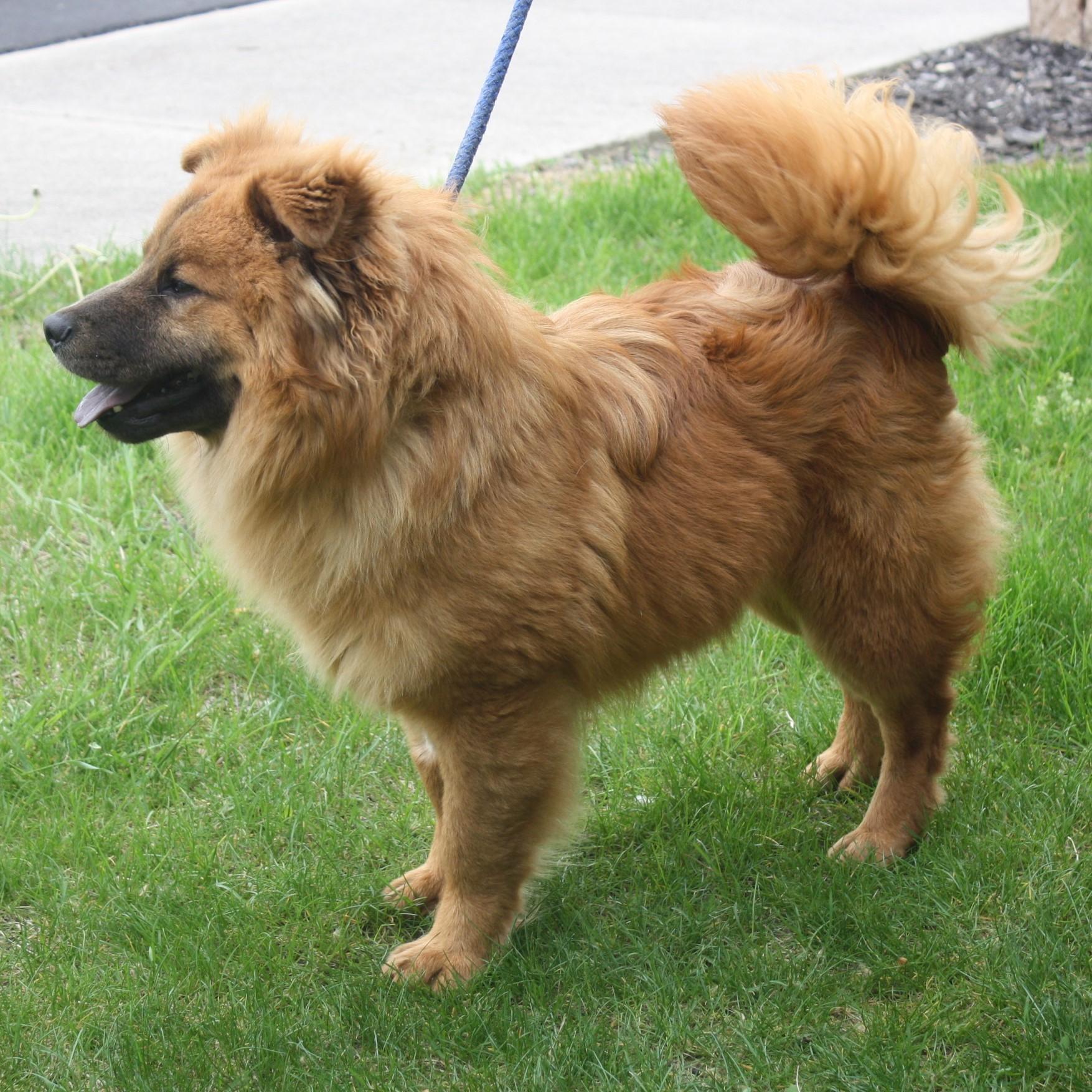 Enlarge Simba, an adopted Chow Chow in Eaton, OH image 5/6