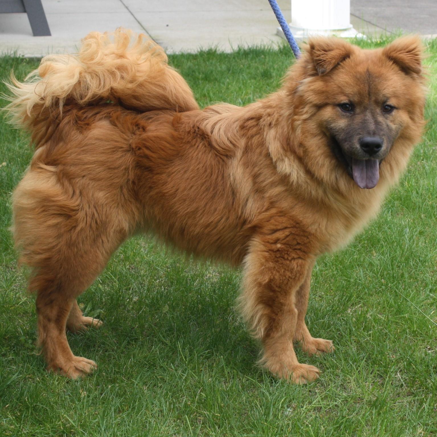 Enlarge Simba, an adopted Chow Chow in Eaton, OH image 6/6