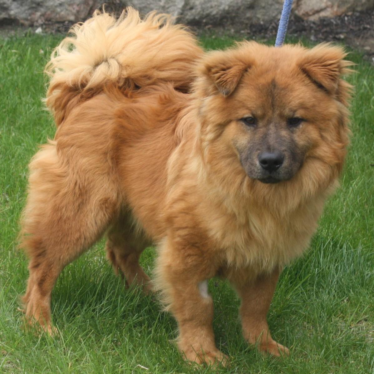Enlarge Simba, an adopted Chow Chow in Eaton, OH image 3/6