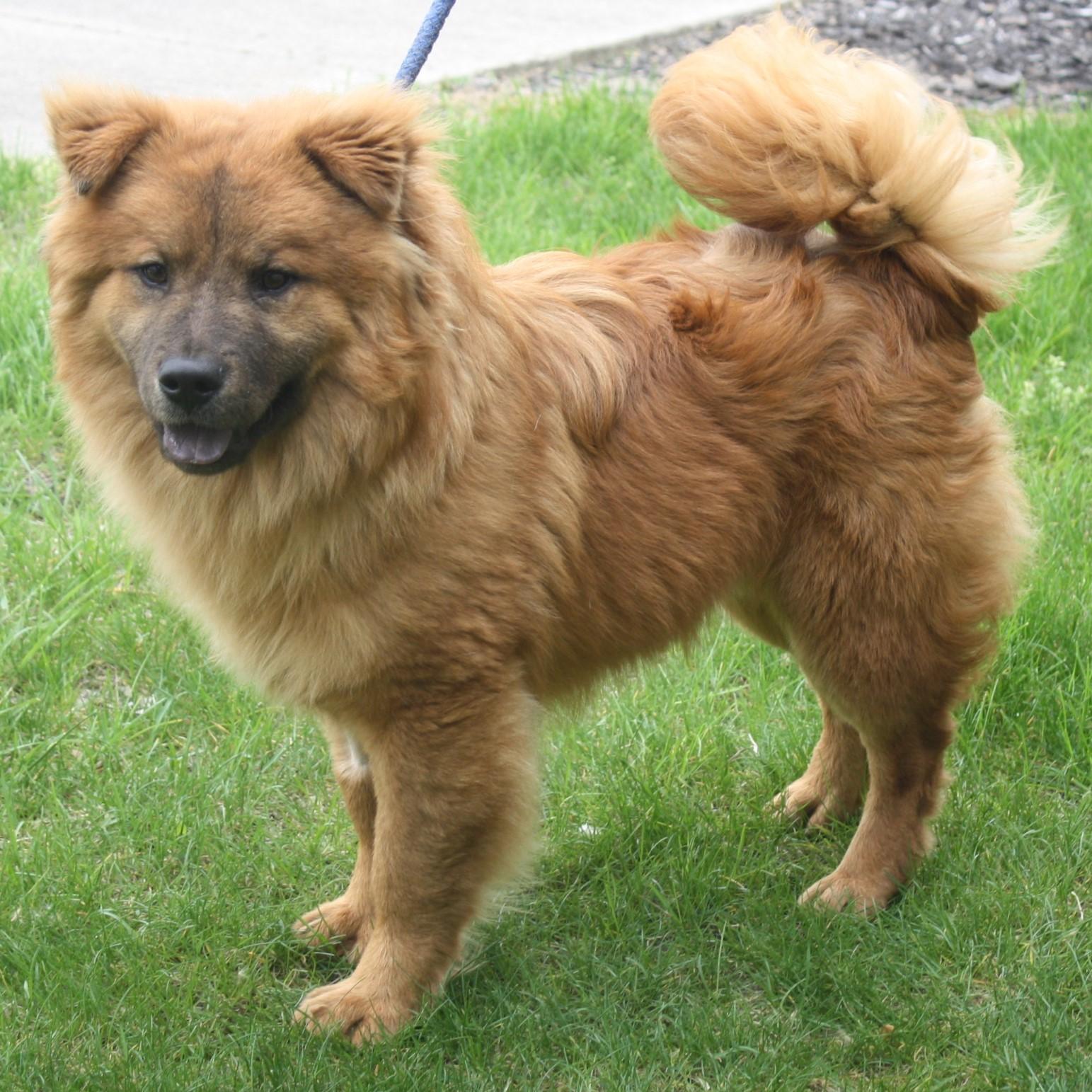 Enlarge Simba, an adopted Chow Chow in Eaton, OH image 4/6