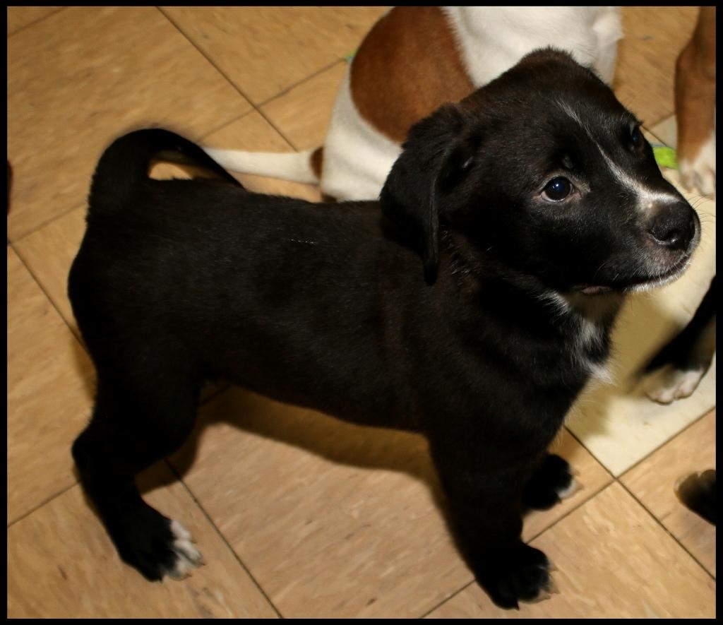 Yule, a ADOPTABLE mixed breed in Shippenville, PA image 5/6