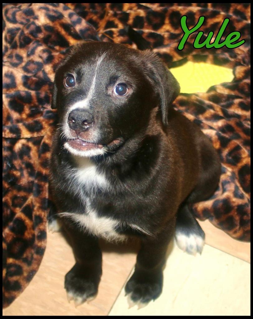 Yule, a ADOPTABLE mixed breed in Shippenville, PA image 2/6