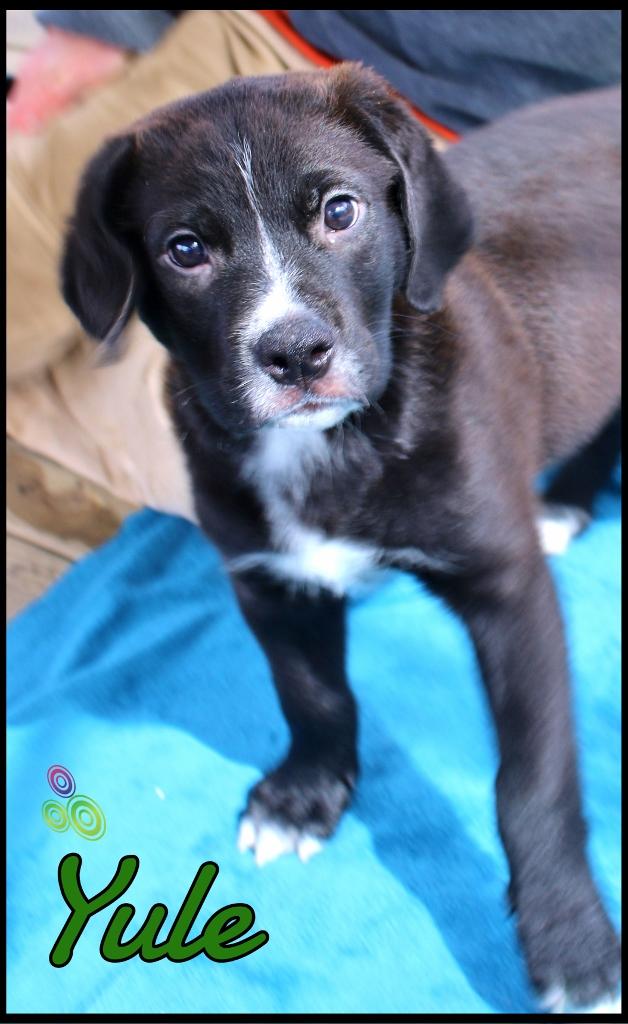 Yule, a ADOPTABLE mixed breed in Shippenville, PA image 3/6