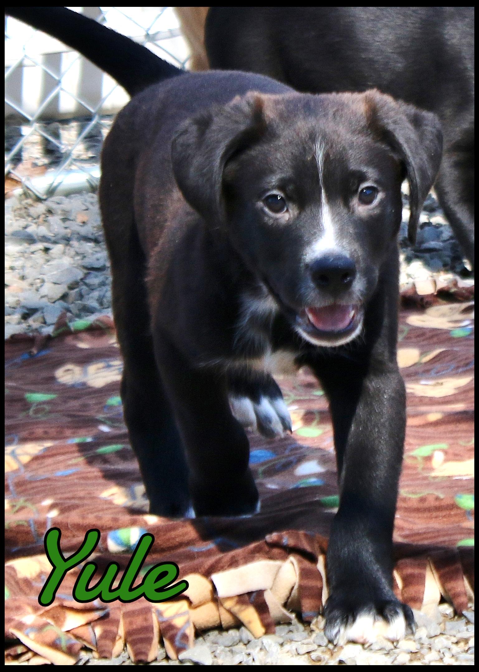 Yule, a ADOPTABLE mixed breed in Shippenville, PA image 1/6