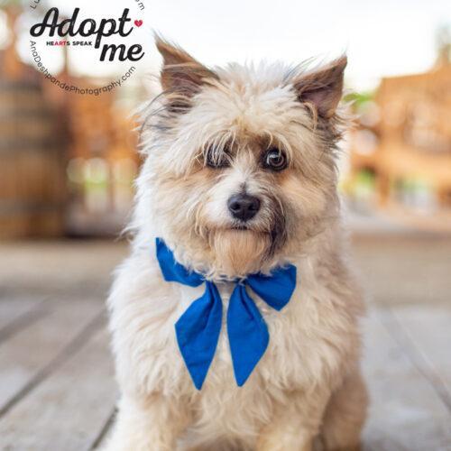 Millie, a Adoptable mixed breed in Bakersfield, CA image 1/5