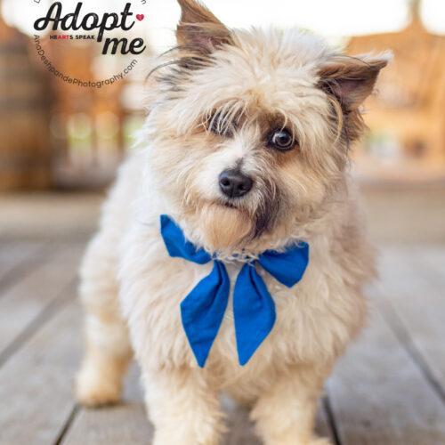 Millie, a Adoptable mixed breed in Bakersfield, CA image 2/5