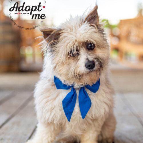 Millie, a Adoptable mixed breed in Bakersfield, CA image 3/5