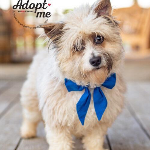 Millie, a Adoptable mixed breed in Bakersfield, CA image 4/5