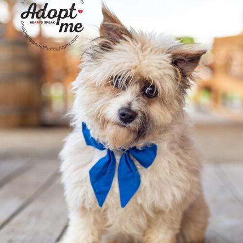 Millie, a Adoptable mixed breed in Bakersfield, CA image 5/5