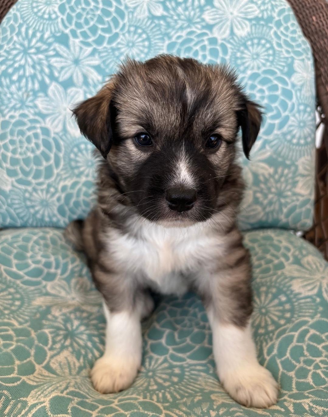 Sally, Adopted, Young Female Great Pyrenees & Labrador Retriever.