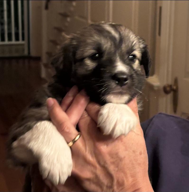 Enlarge Sally, a Adopted mixed breed in Discovery Bay, CA image 2/2