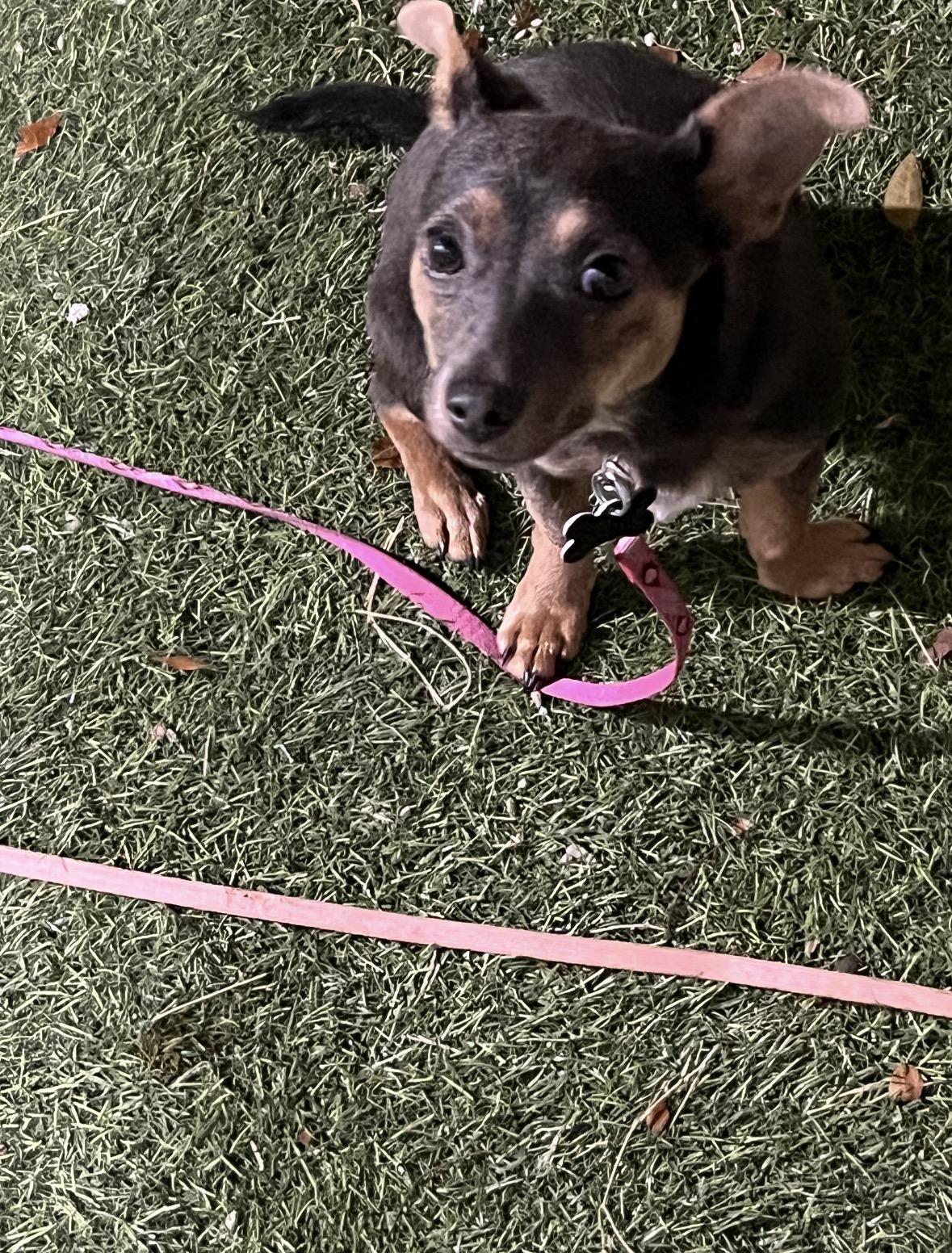 Sable , ADOPTABLE, Puppy Female Miniature Pinscher & Mixed Breed.