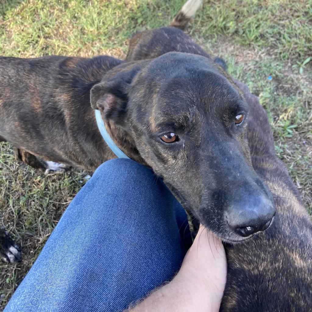 Enlarge Elvis, a Adoptable Mountain Cur in Port Aransas, TX image 1/1