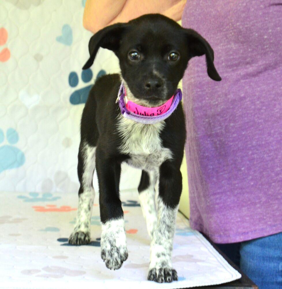 Enlarge Julia, a Adoptable mixed breed in Willingboro, NJ image 1/5