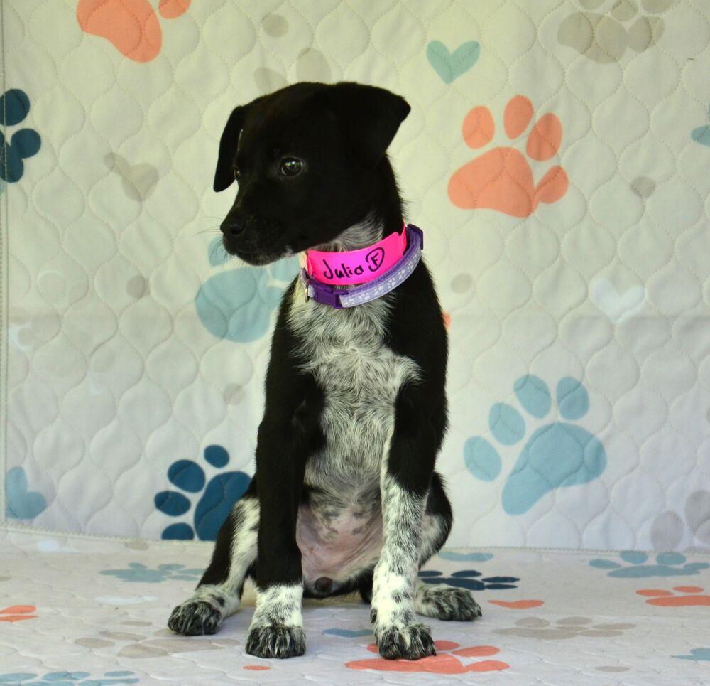 Enlarge Julia, a Adoptable mixed breed in Willingboro, NJ image 2/5