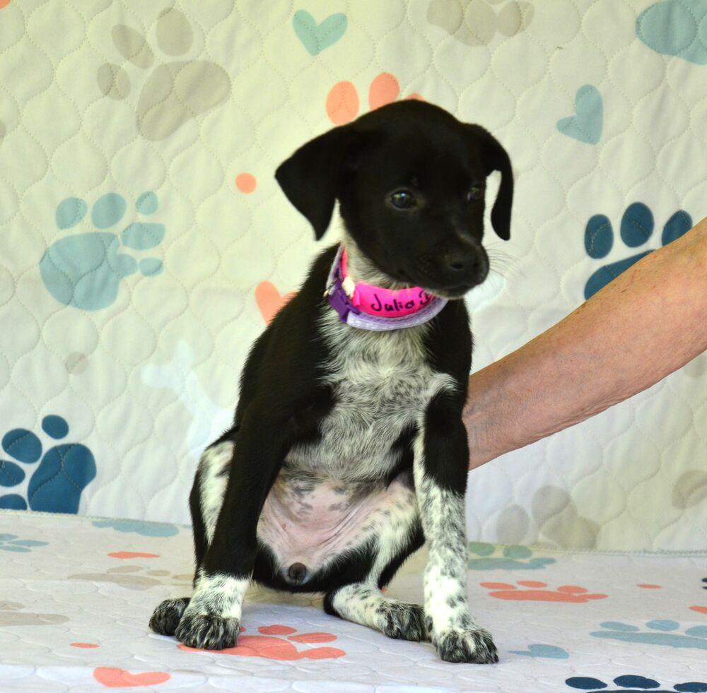 Enlarge Julia, a Adoptable mixed breed in Willingboro, NJ image 4/5