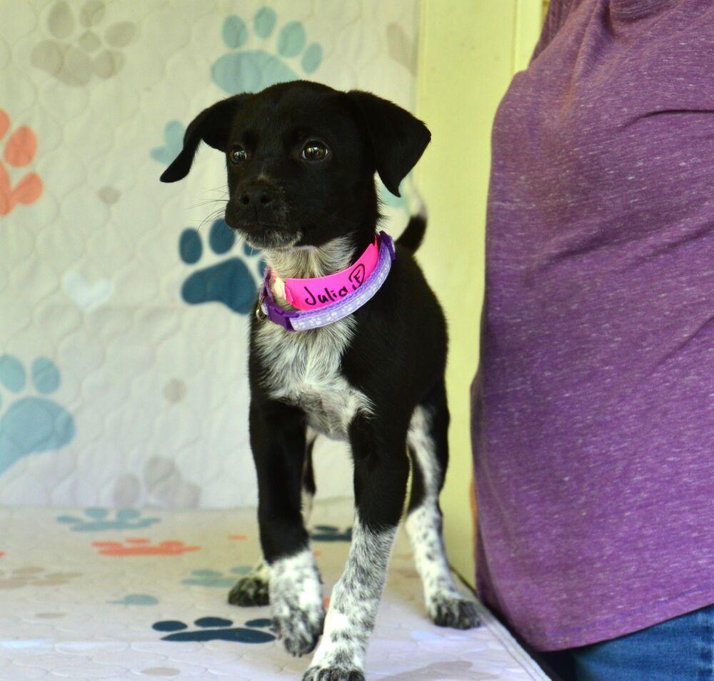 Enlarge Julia, a Adoptable mixed breed in Willingboro, NJ image 5/5