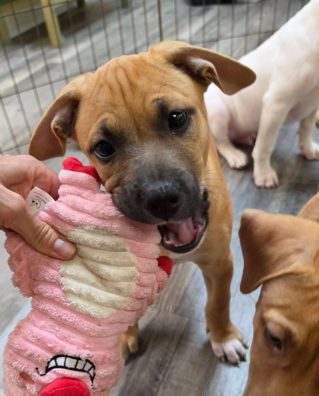 Enlarge Trekker, a ADOPTABLE mixed breed in Gainesville, FL image 2/2