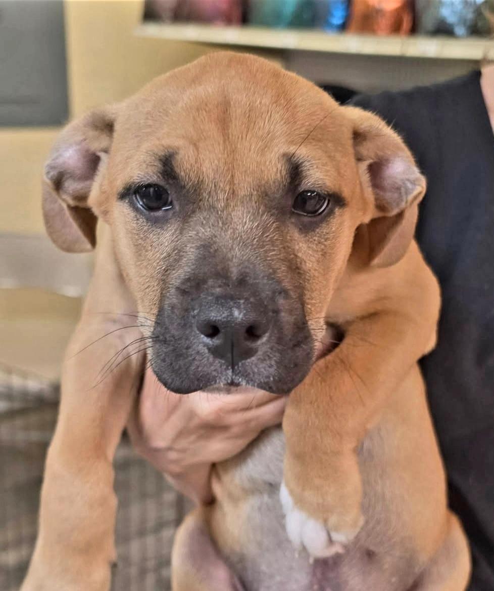 Enlarge Trekker, a ADOPTABLE mixed breed in Gainesville, FL image 1/2