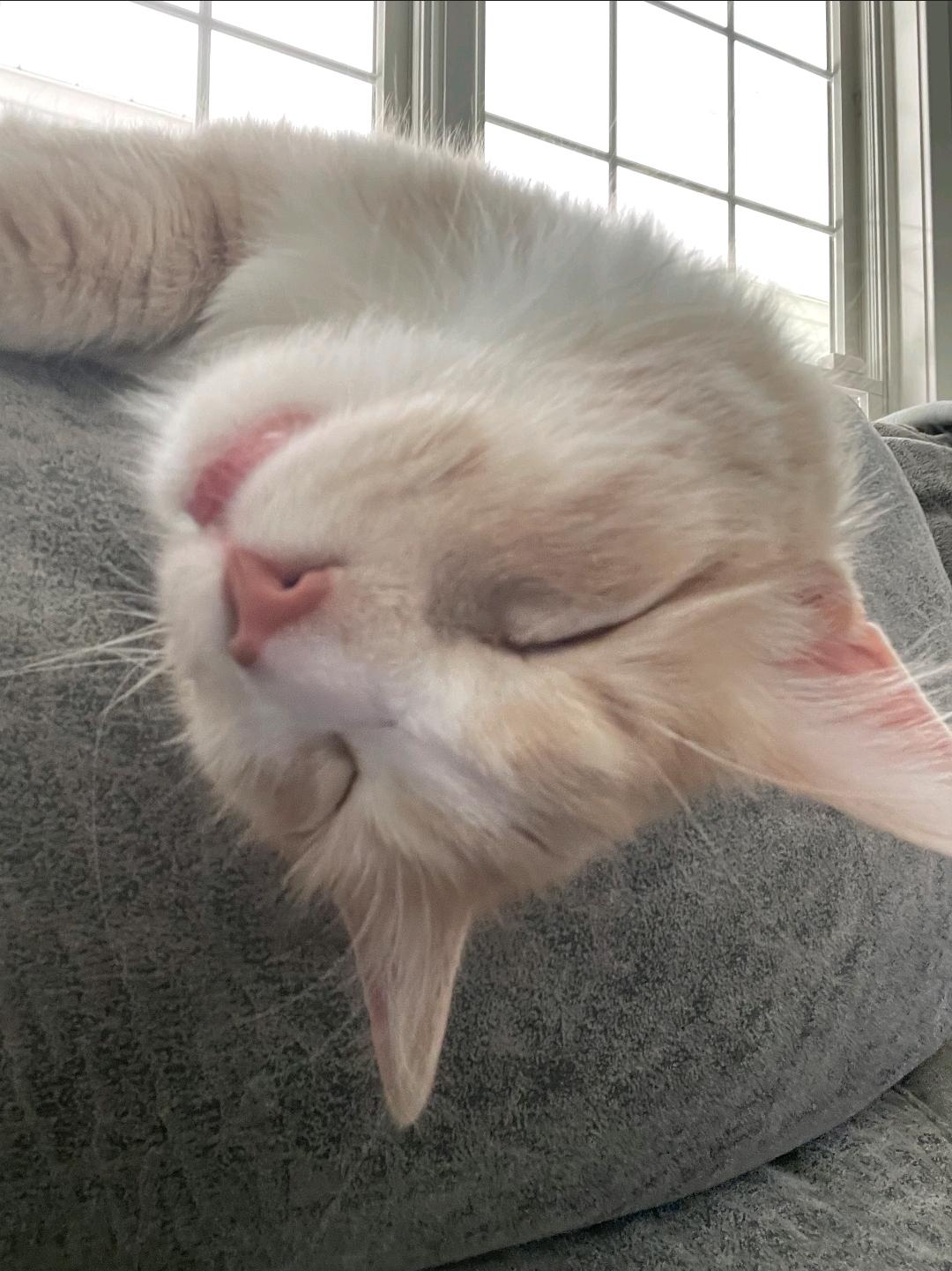 Enlarge Bee, a Adopted Domestic Medium Hair in Temple, PA image 3/3
