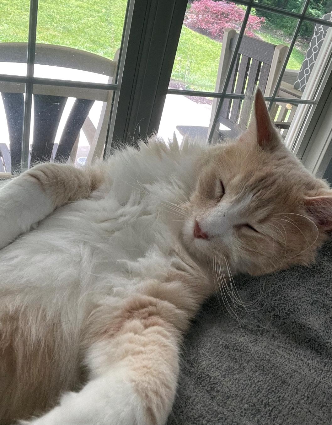 Bee, Adopted, Adult Male Domestic Medium Hair.