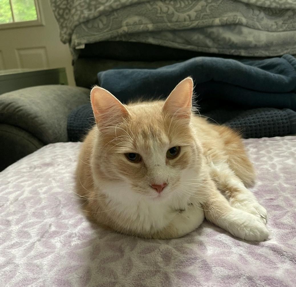 Enlarge Bee, a Adopted Domestic Medium Hair in Temple, PA image 2/3