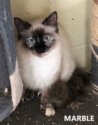 Marble, an adoptable Domestic Long Hair in Washington, GA image 1/2