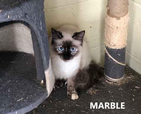 Marble, an adoptable Domestic Long Hair in Washington, GA image 2/2