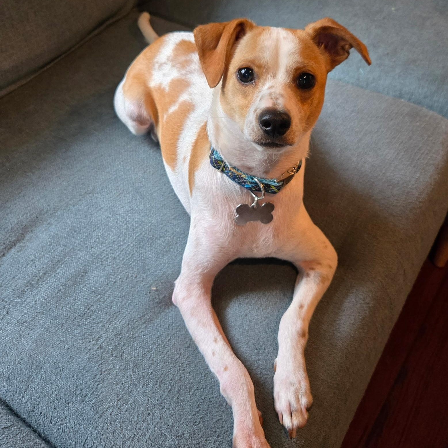 STATS dob 692024 weight 15 breeds Jack Russell Terrier Mix energy level MedHigh dogkidca