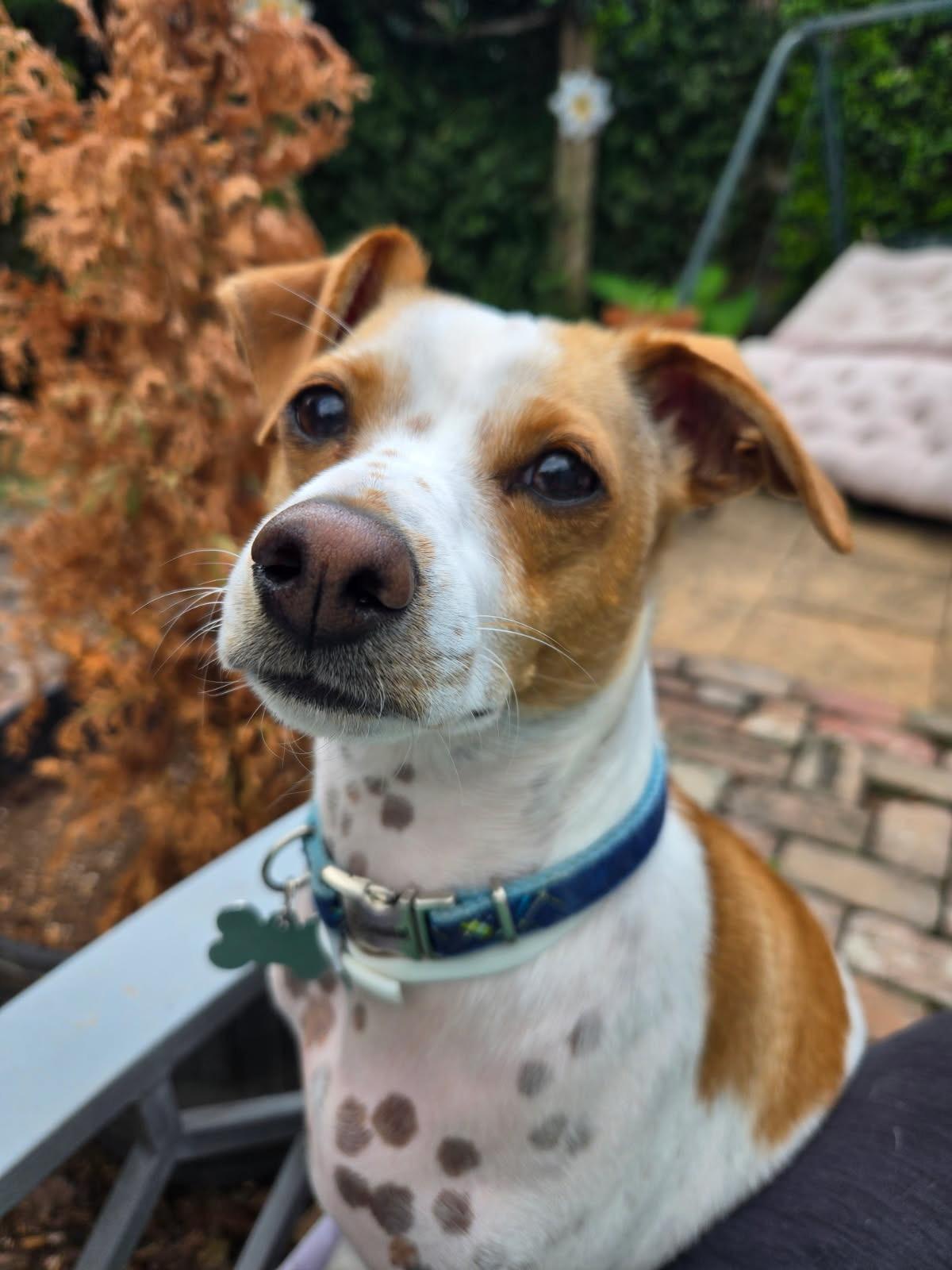 Enlarge Asparagus, a Adoptable mixed breed in New Orleans, LA image 1/6