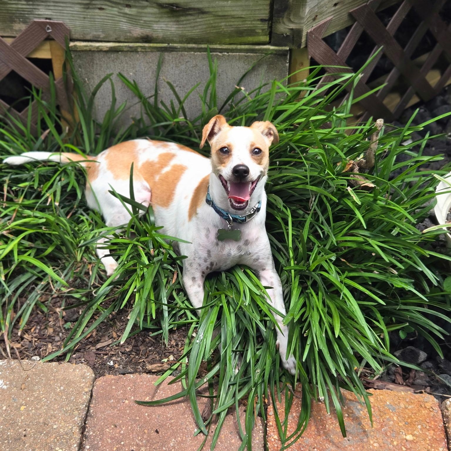 Enlarge Asparagus, a Adoptable mixed breed in New Orleans, LA image 2/6