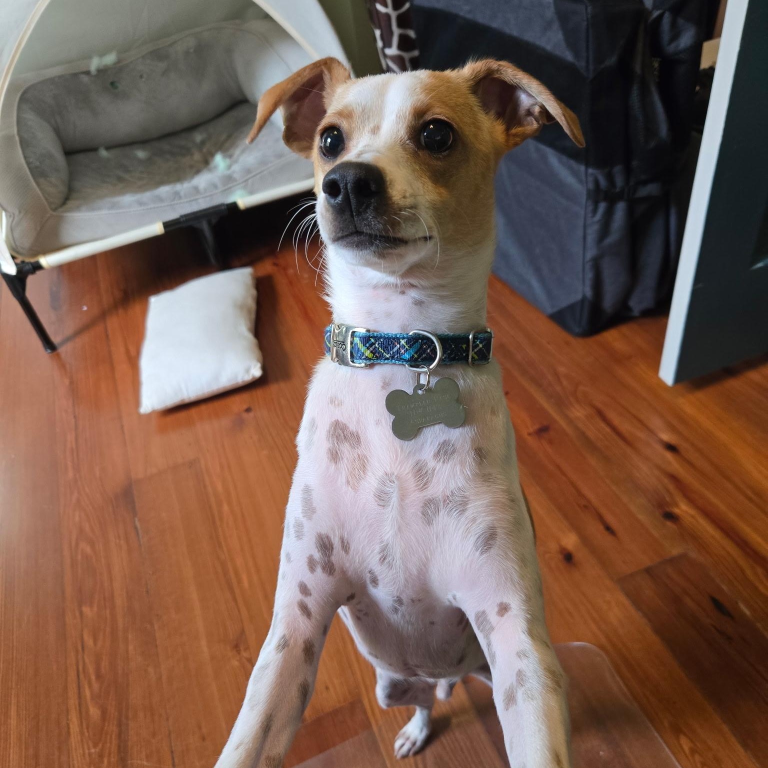 Enlarge Asparagus, a Adoptable mixed breed in New Orleans, LA image 3/6