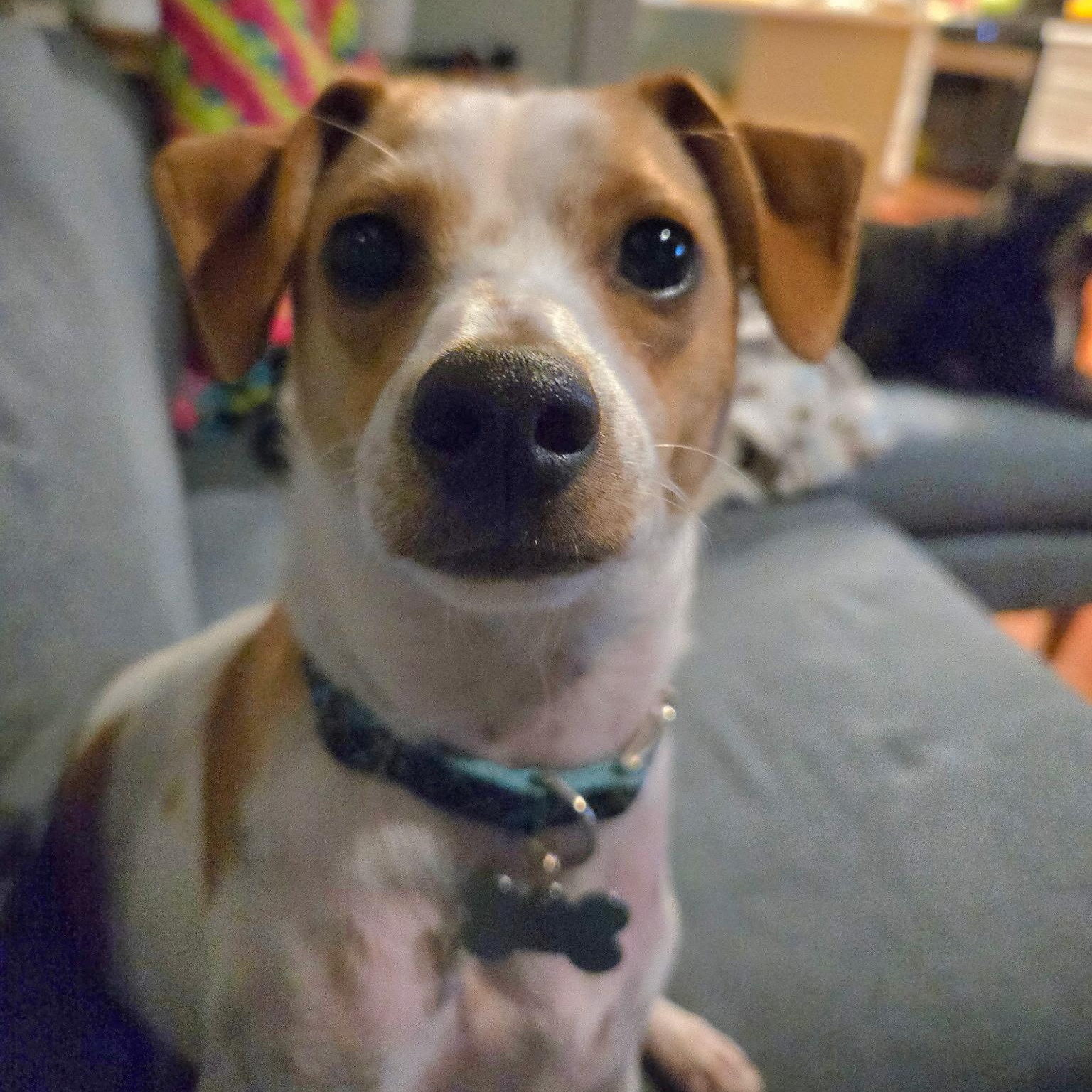 Enlarge Asparagus, a Adoptable mixed breed in New Orleans, LA image 5/6