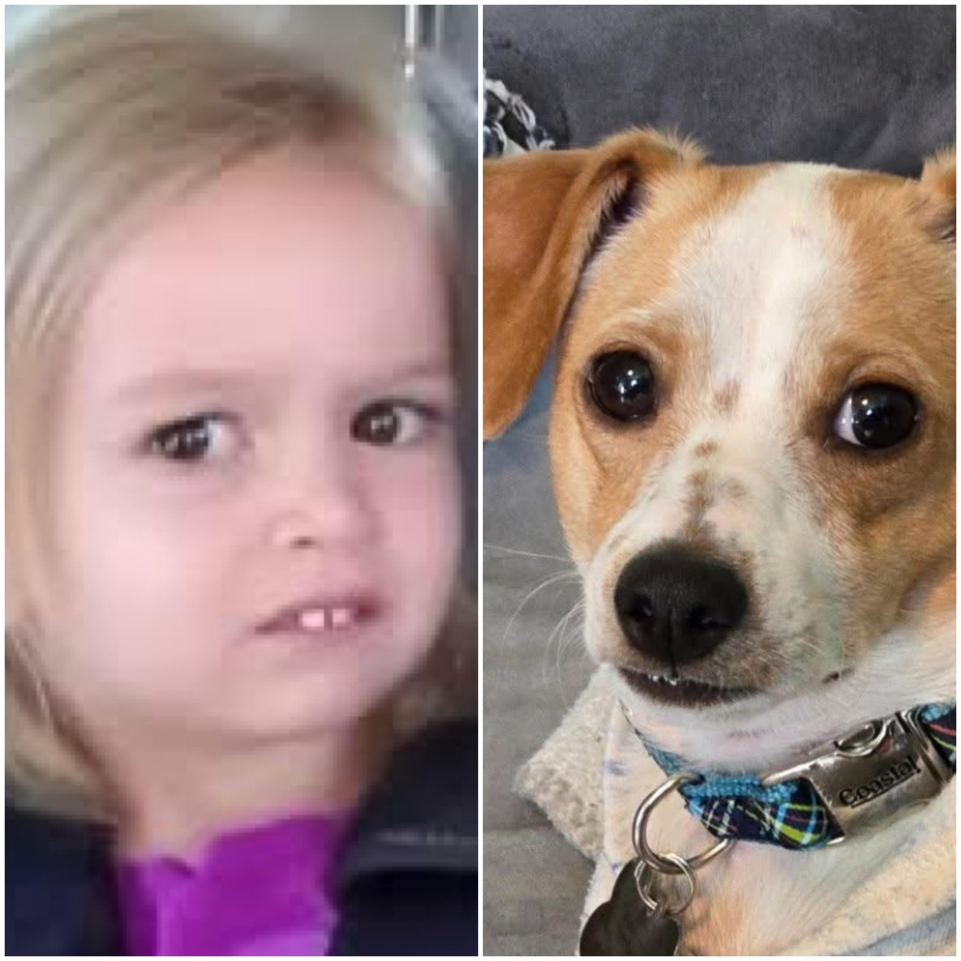 Enlarge Asparagus, a Adoptable mixed breed in New Orleans, LA image 6/6