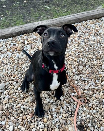 Zazu, Adoptable, Puppy Male Mixed Breed & Mixed Breed.