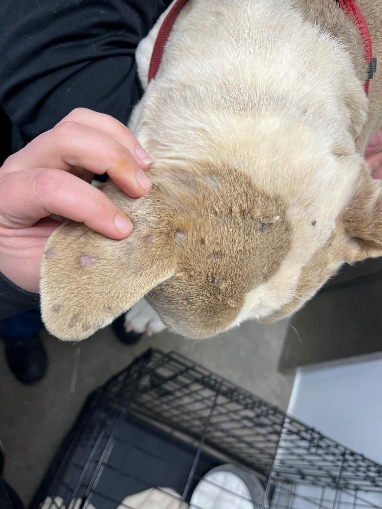 Enlarge Rich (Dobby), a Adoptable French Bulldog in Mount Gilead, NC image 1/6