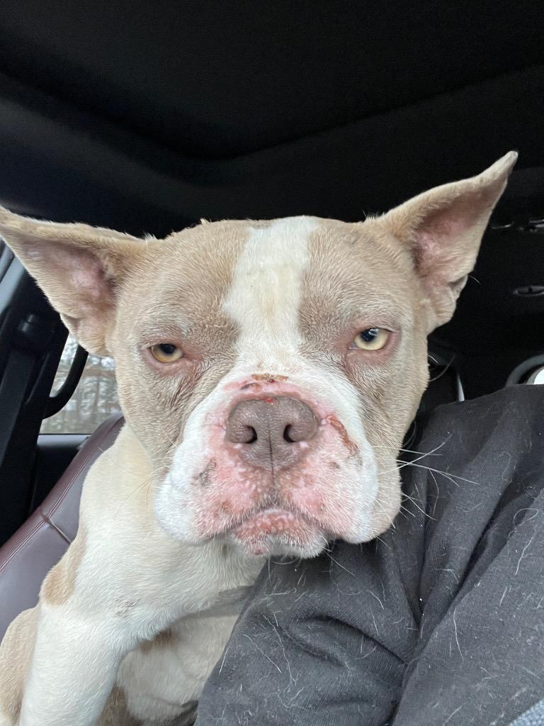 Enlarge Rich (Dobby), a Adoptable French Bulldog in Mount Gilead, NC image 2/6