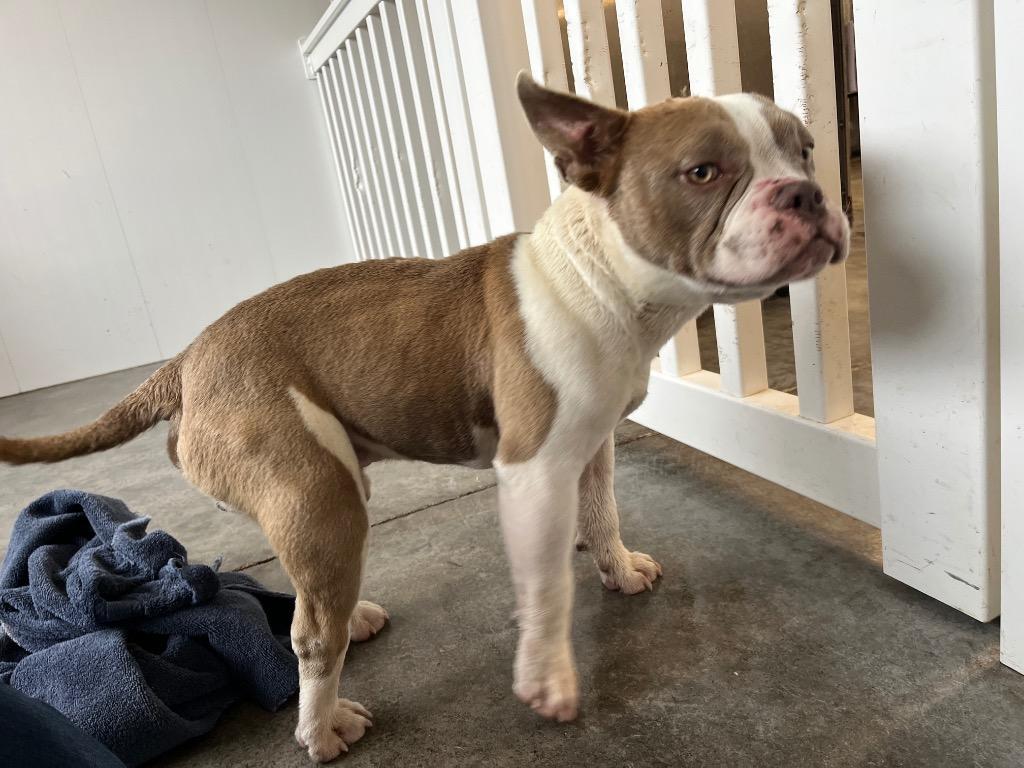 Enlarge Rich (Dobby), a Adoptable French Bulldog in Mount Gilead, NC image 4/6