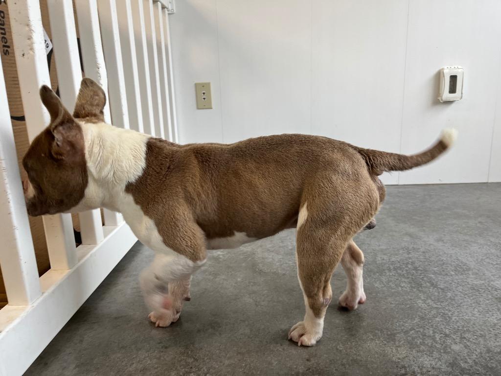 Enlarge Rich (Dobby), a Adoptable French Bulldog in Mount Gilead, NC image 5/6