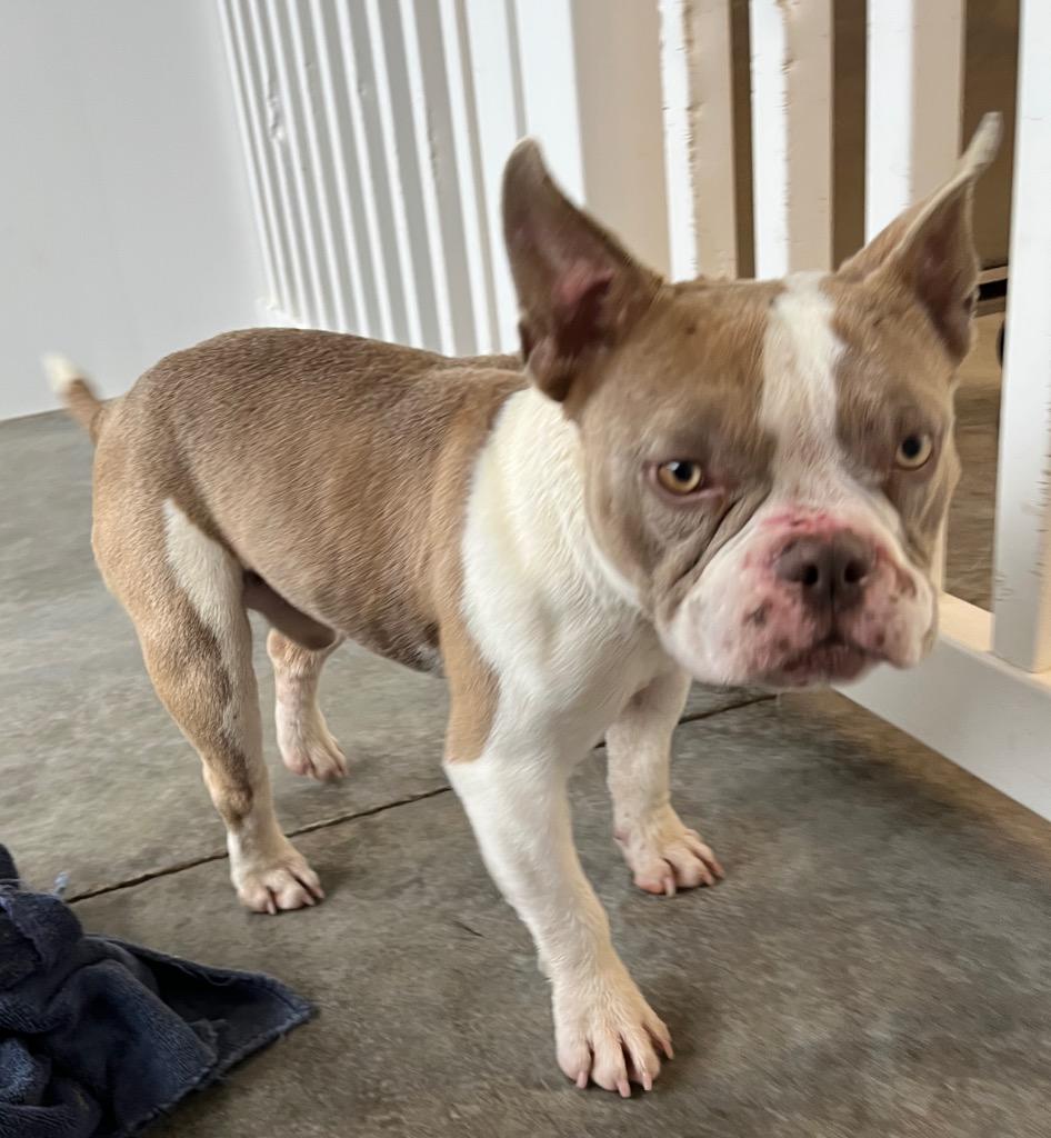 Enlarge Rich (Dobby), a Adoptable French Bulldog in Mount Gilead, NC image 6/6