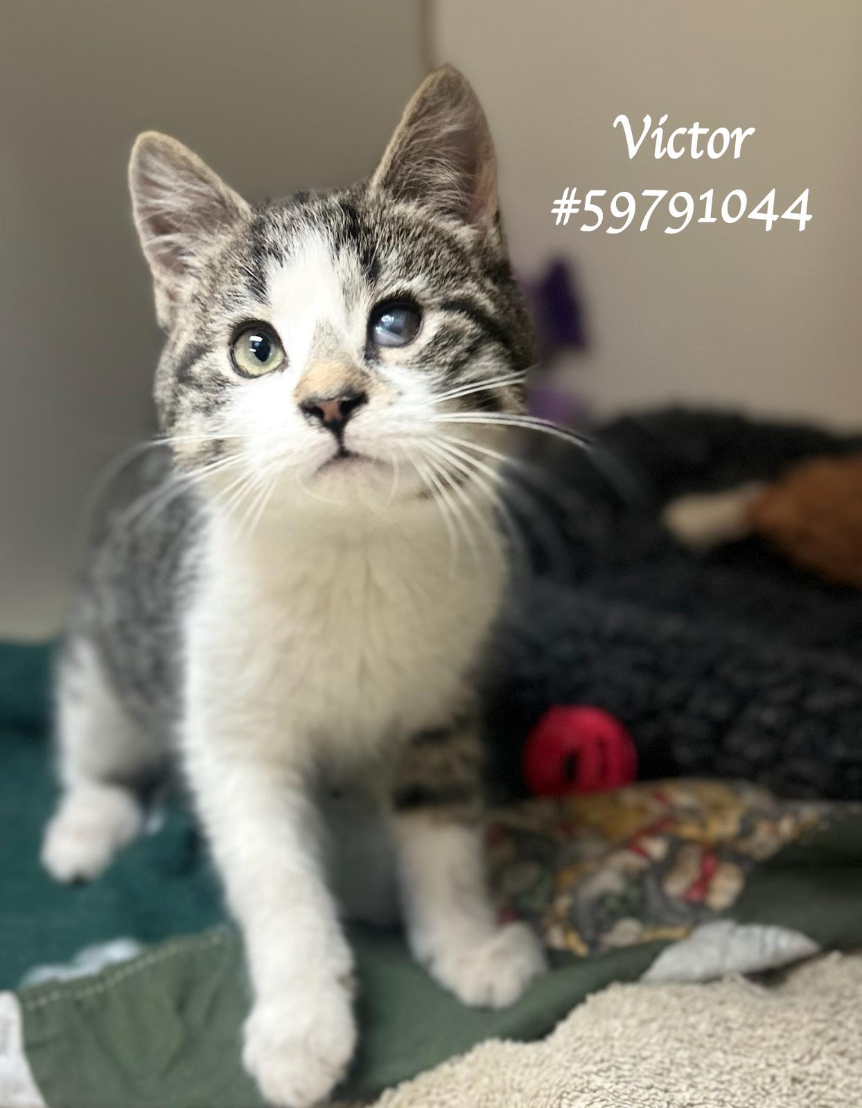 Victor , adopted, Kitten Male Tabby.