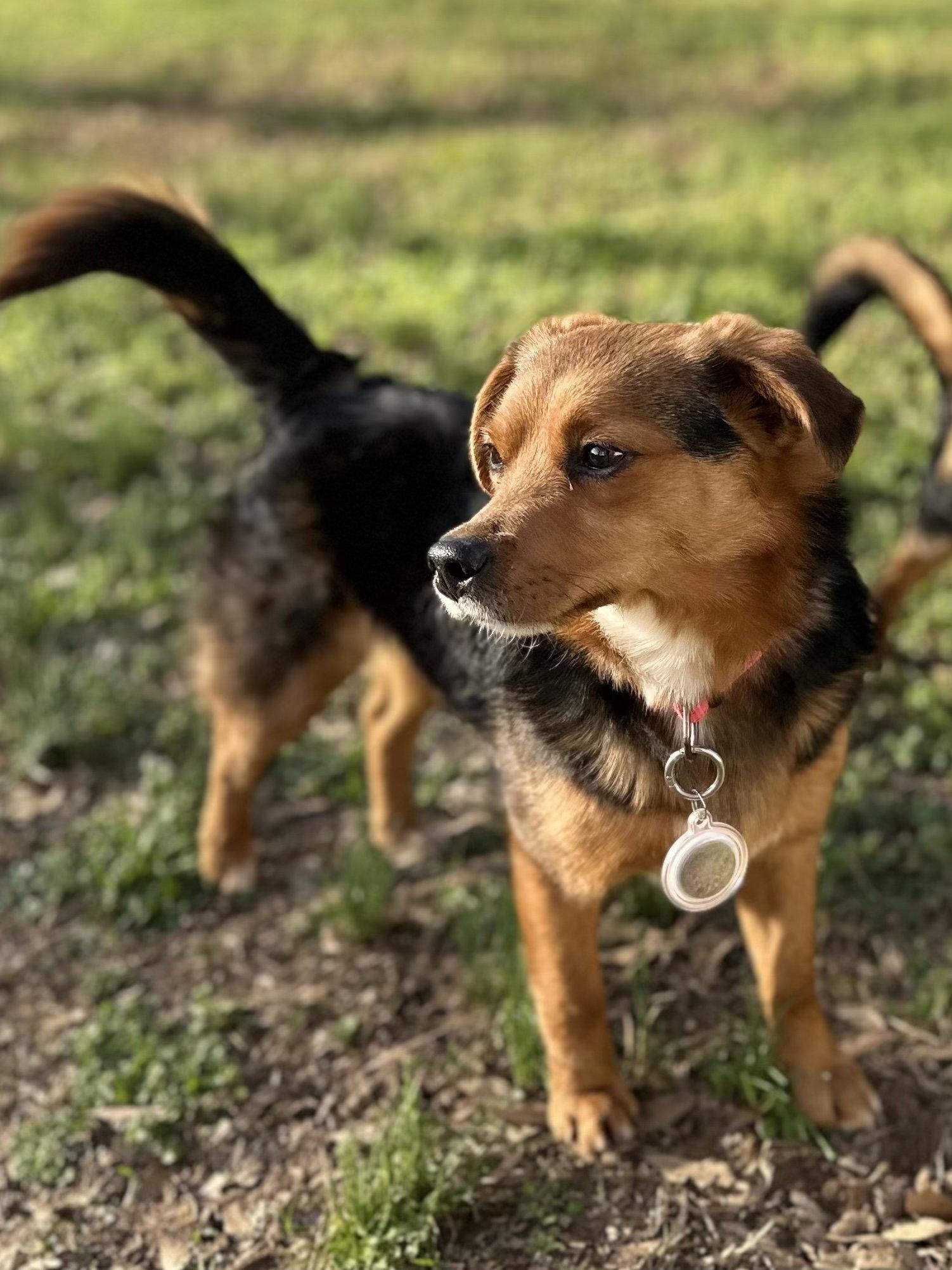 Enlarge Drax, a Adopted Terrier in Greenville, SC image 2/3