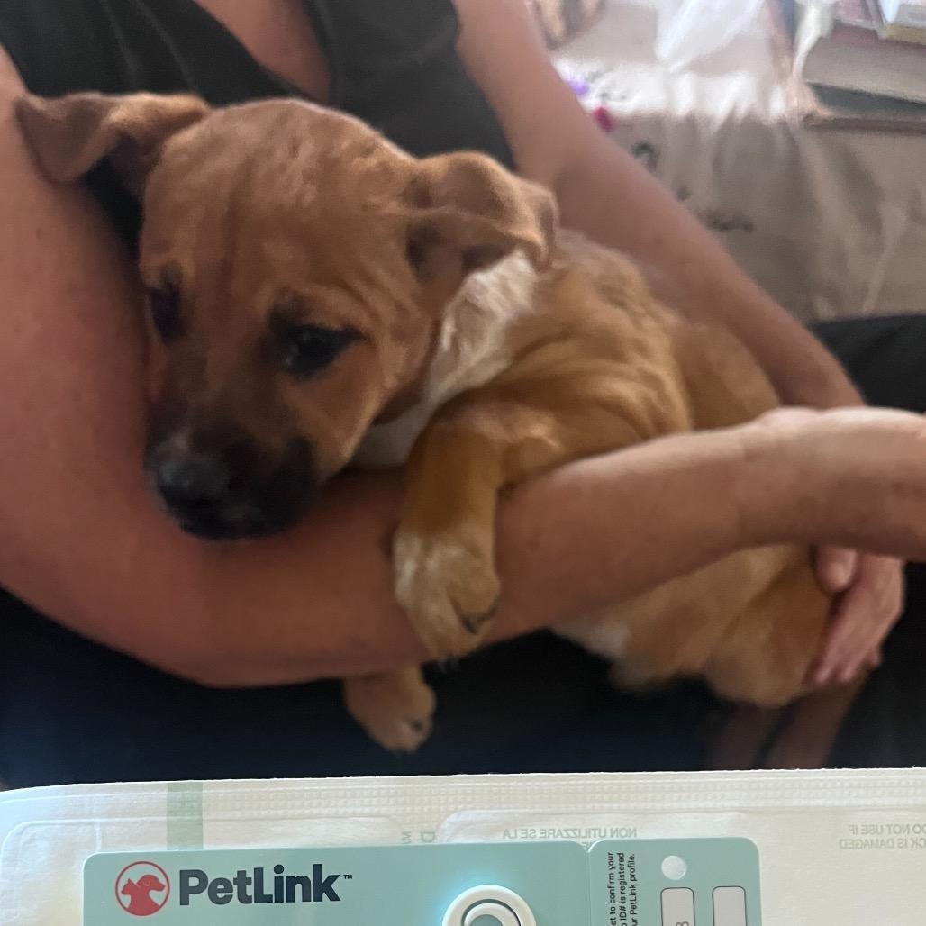 Sarabi, Adoptable, Puppy Female Mixed Breed.