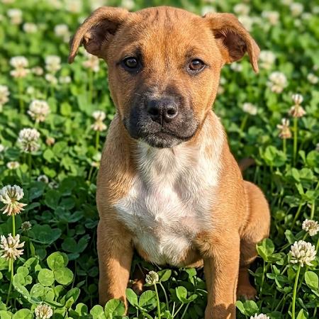 Enlarge Sarabi, a Adoptable Mixed Breed in Waco, TX image 2/2