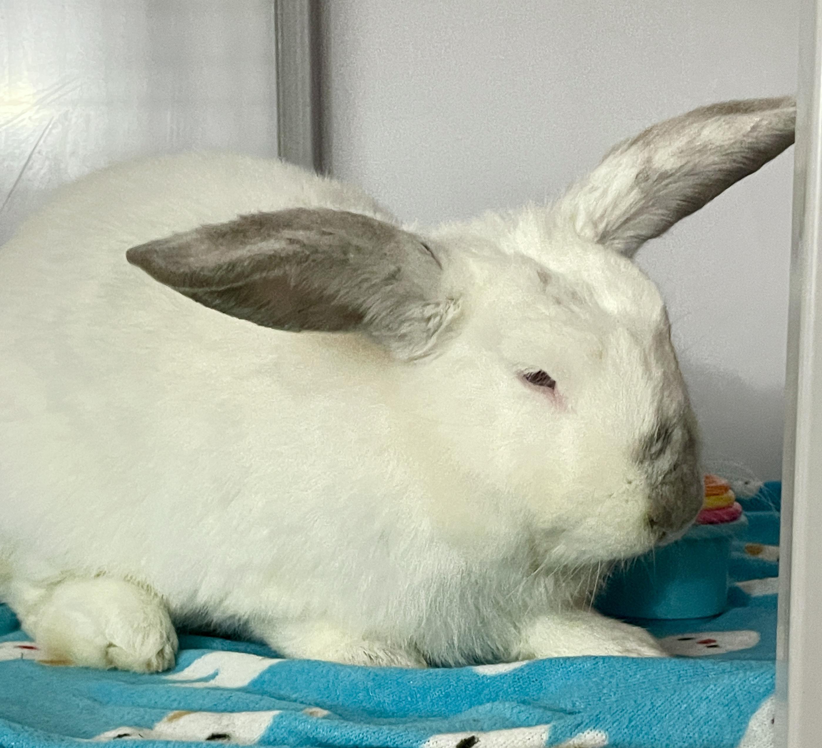 Twinkle, ADOPTABLE, Adult Male Californian.