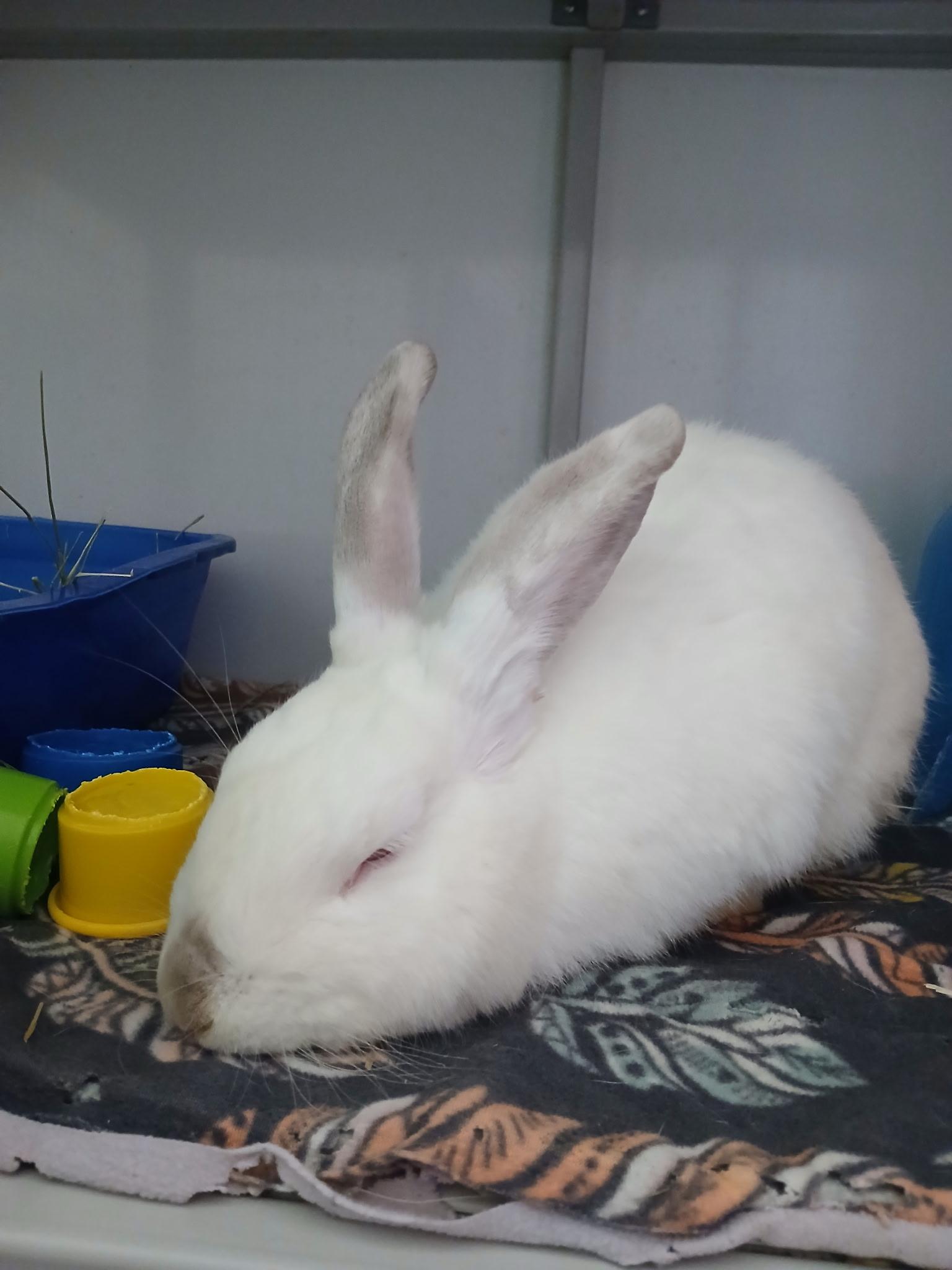 Enlarge Twinkle, a ADOPTABLE Californian in Chicago, IL image 2/2